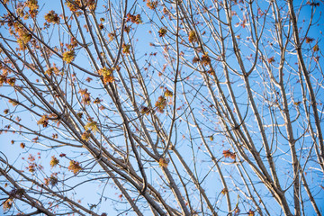 The visible branches of a hibernating tree with a few hanging leaves getting set for a new and different season.
