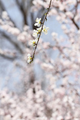  whte apricot flower  on pink background