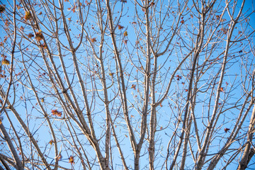 The visible branches of a hibernating tree with a few hanging leaves getting set for a new and different season.