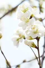 closeup for whte apricot flower