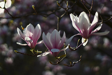 Kwitnaca magnolia drzewo