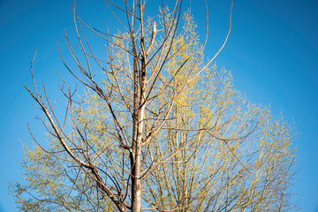 Fototapeta na wymiar A juxtaposition of a tree with leaves and a tree without leaves set against a clear blue sky background.