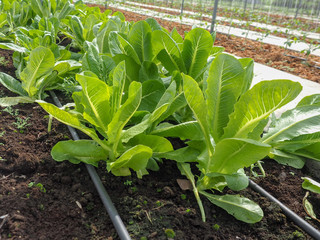 Cos romaine lettuce in the garden with watering rubber hose.