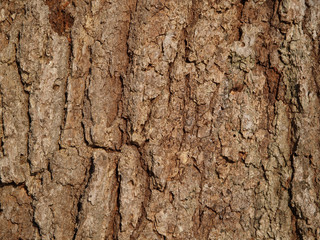 bark of a tree