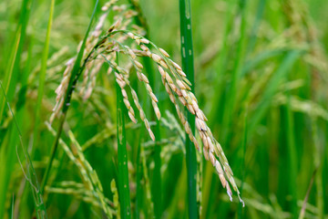 The grain germinated on the rice field.