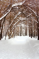 Walkway Lane Through Beautiful Winter Forest in Park as Frost Landscape - 258838653