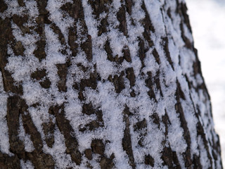 Obraz premium bark of tree