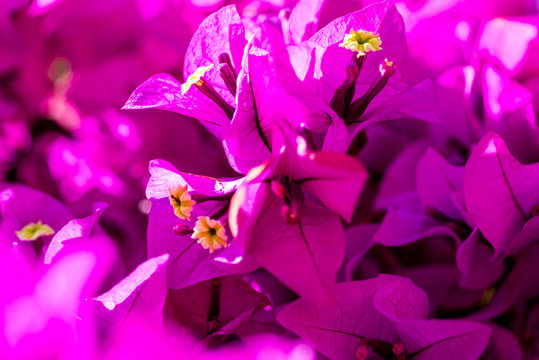 bugambilia en flor