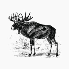 Scandinavian elk shade drawing