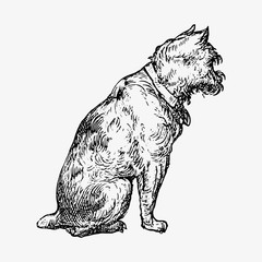 Pet dog vintage drawing