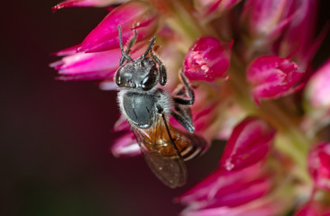 Macro Photo of Honey Bee Collecting Nectar from Pink Flower, Selective Focus