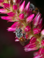 Macro Photo of Honey Bee Collecting Nectar from Pink Flower, Selective Focus