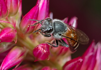 Macro Photo of Honey Bee Collecting Nectar from Pink Flower, Selective Focus