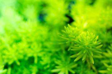 Background nature green and yellow tone. The flower on the garden with blurred background.