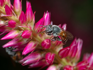Macro Photo of Honey Bee Collecting Nectar from Pink Flower, Selective Focus