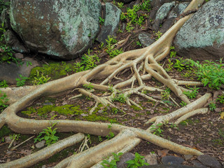 Root tree on the garden.