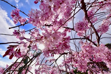 日本の桜の花見
