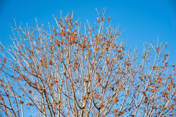 The visible branches of a hibernating tree with a few hanging leaves getting set for a new and different season.
