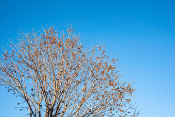 The visible branches of a hibernating tree with a few hanging leaves getting set for a new and different season.