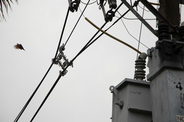 Fototapeta na wymiar Ave en cable de luz