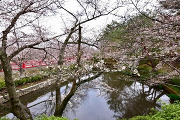 Fototapeta na wymiar 日本の桜の花見