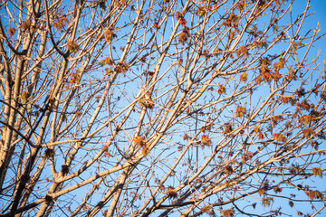 The visible branches of a hibernating tree with a few hanging leaves getting set for a new and different season.