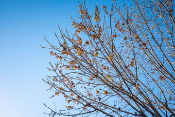 The visible branches of a hibernating tree with a few hanging leaves getting set for a new and...