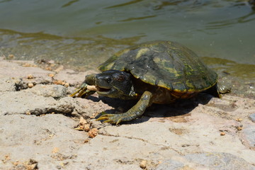 Tortuga alimento