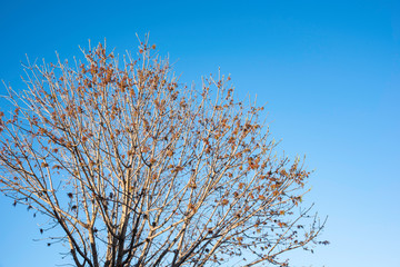 The visible branches of a hibernating tree with a few hanging leaves getting set for a new and different season.