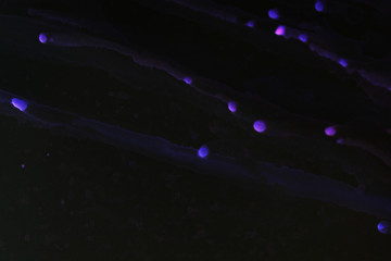 blue Abstract background on a black background. photo