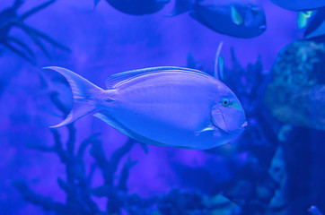 Naklejka premium Colorful fish in the sea background the coral , Thailand.