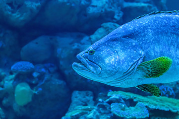 Fototapeta premium Colorful fish or Epinephelus lanceolatus in the sea background the coral , Thailand.