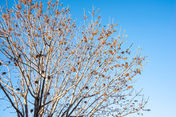 The visible branches of a hibernating tree with a few hanging leaves getting set for a new and different season.