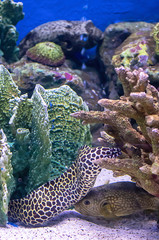 Colorful fish in the sea background the coral , Thailand.