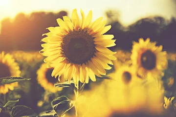 Fototapeten Sonnenblume auf den Feldern mit Sonnenlicht im Sonnenuntergang © theevening
