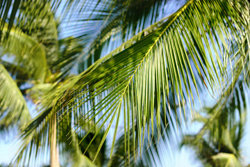 Coconut palm tree leaves with blue sky, tropical palms at sunny summer day.