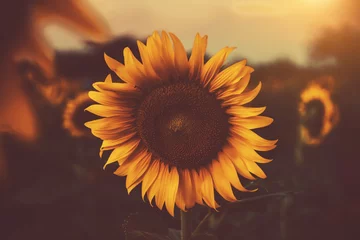Fotobehang sunflower in the fields with sunlight in sunset © theevening