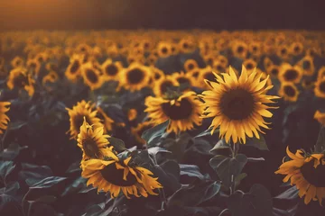 Fotobehang sunflower fields with sunlight in sunset © theevening