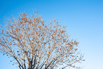 The visible branches of a hibernating tree with a few hanging leaves getting set for a new and different season.