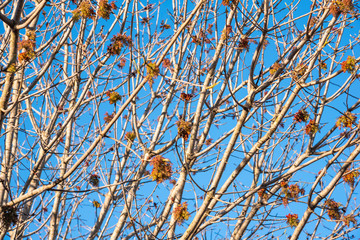 The visible branches of a hibernating tree with a few hanging leaves getting set for a new and different season.