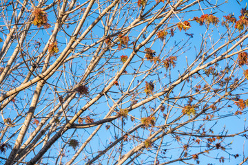 The visible branches of a hibernating tree with a few hanging leaves getting set for a new and different season.