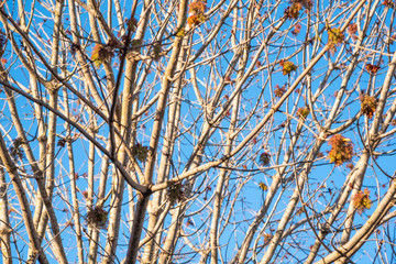 The visible branches of a hibernating tree with a few hanging leaves getting set for a new and different season.