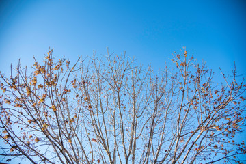 The visible branches of a hibernating tree with a few hanging leaves getting set for a new and different season.