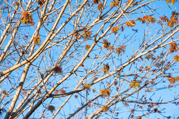 The visible branches of a hibernating tree with a few hanging leaves getting set for a new and...