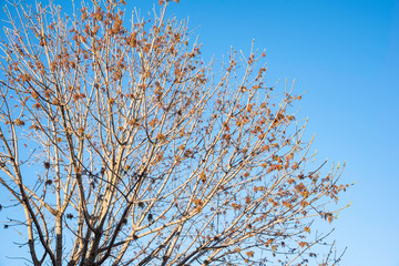 The visible branches of a hibernating tree with a few hanging leaves getting set for a new and different season.