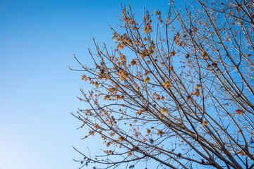 The visible branches of a hibernating tree with a few hanging leaves getting set for a new and different season.