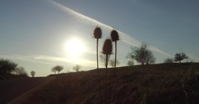 Thiste in the sun. Early spring landscape at the end of March.