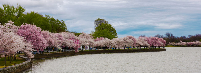 Cherry Blossom, DC