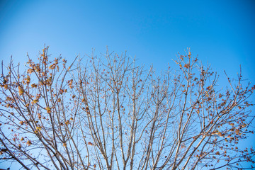 The visible branches of a hibernating tree with a few hanging leaves getting set for a new and different season.