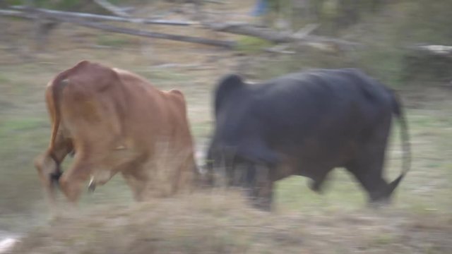 Three cows fighting in thailand